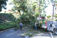 tree service arborist stump root thin lace shape palm crown reduction cut san diego professional licenced insured bonded affordable competitive bid quote work frond skin trim trimming prune consultation safety recommendation clearing removal leaves berries seeds cones flush maintenence yearly company referal discount healthy advise appraisal value view clearance sick educated business skinned flightless bark disease climb cleanup complete artistic crown